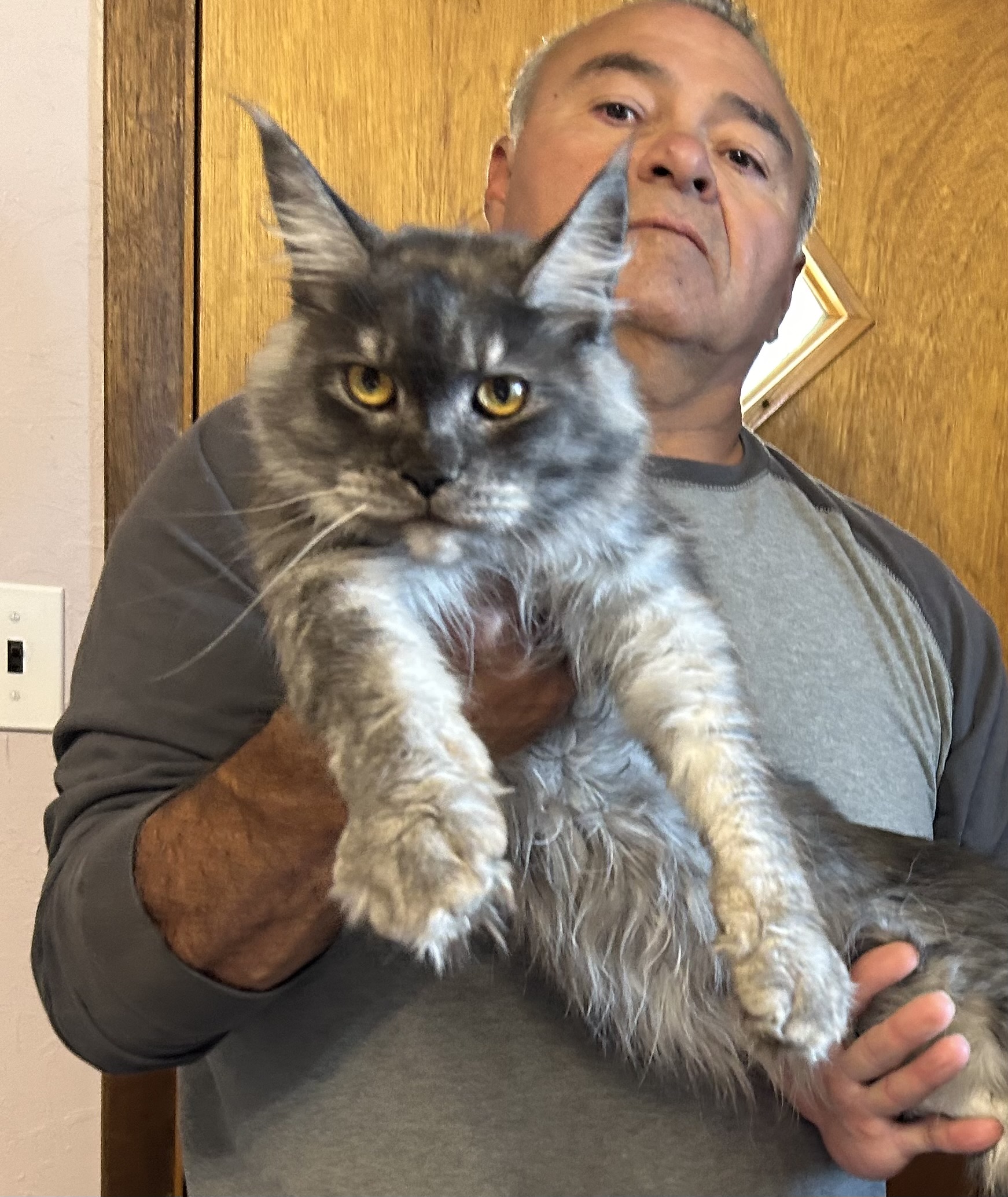 Large gray Maine Coon held in arms