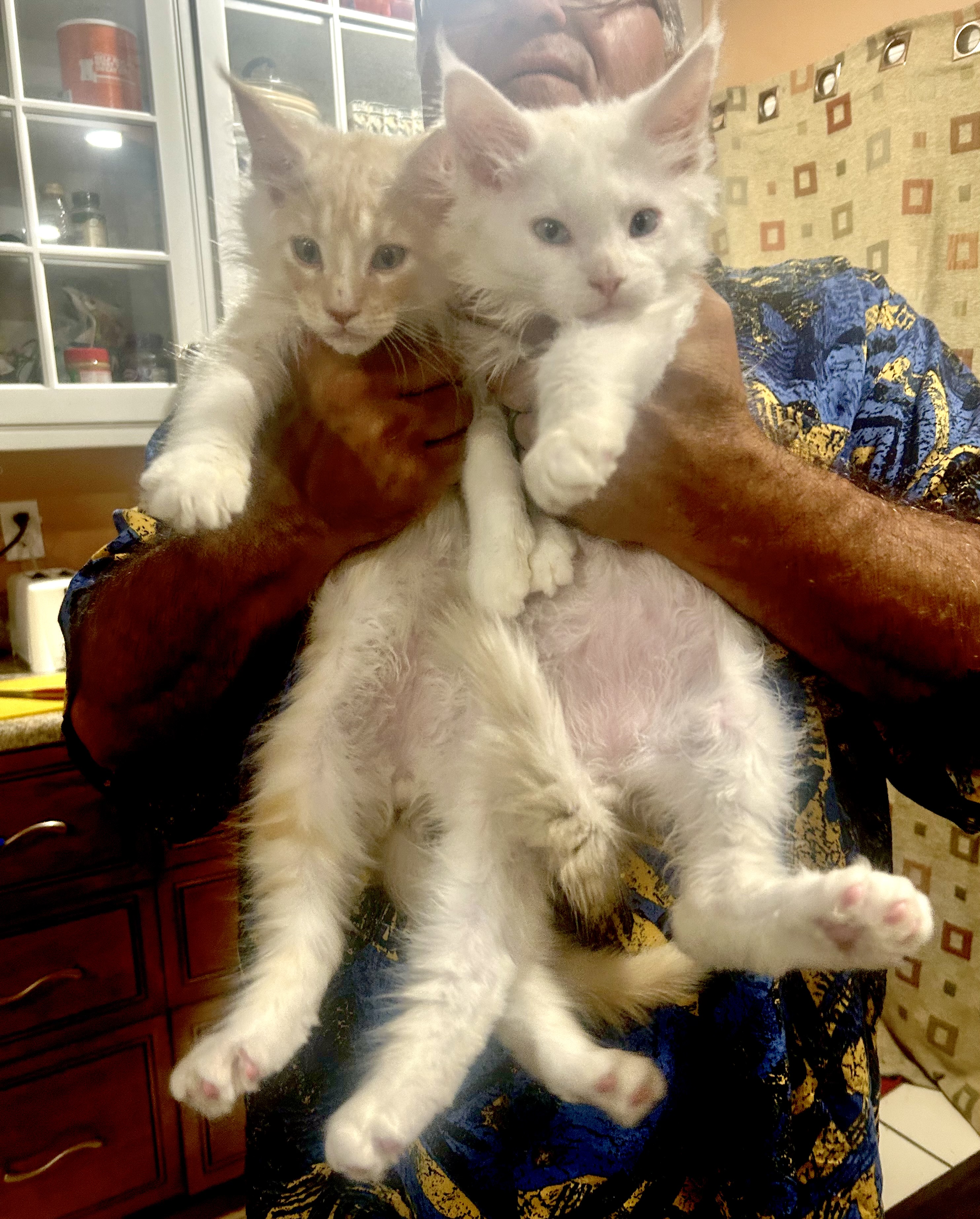 Two fluffy kittens held up