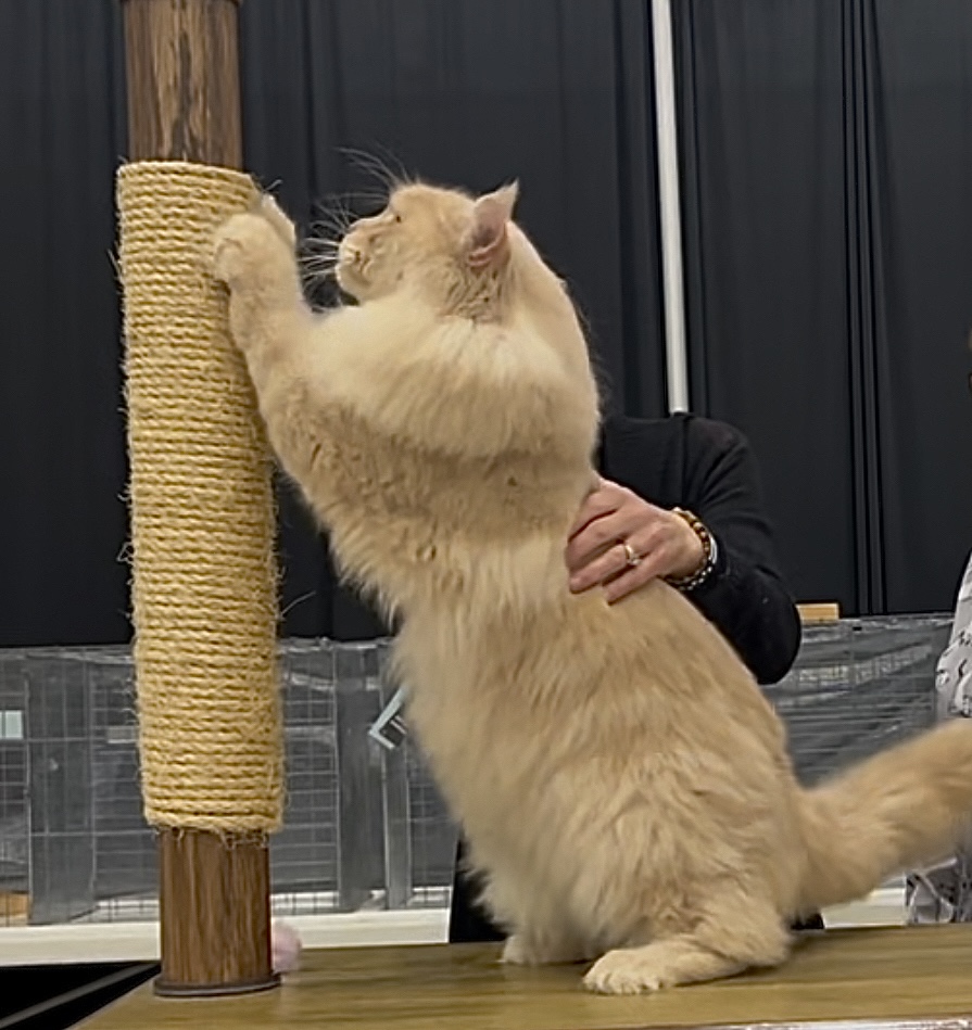 Cream Maine Coon reaching up a scratching post at a show