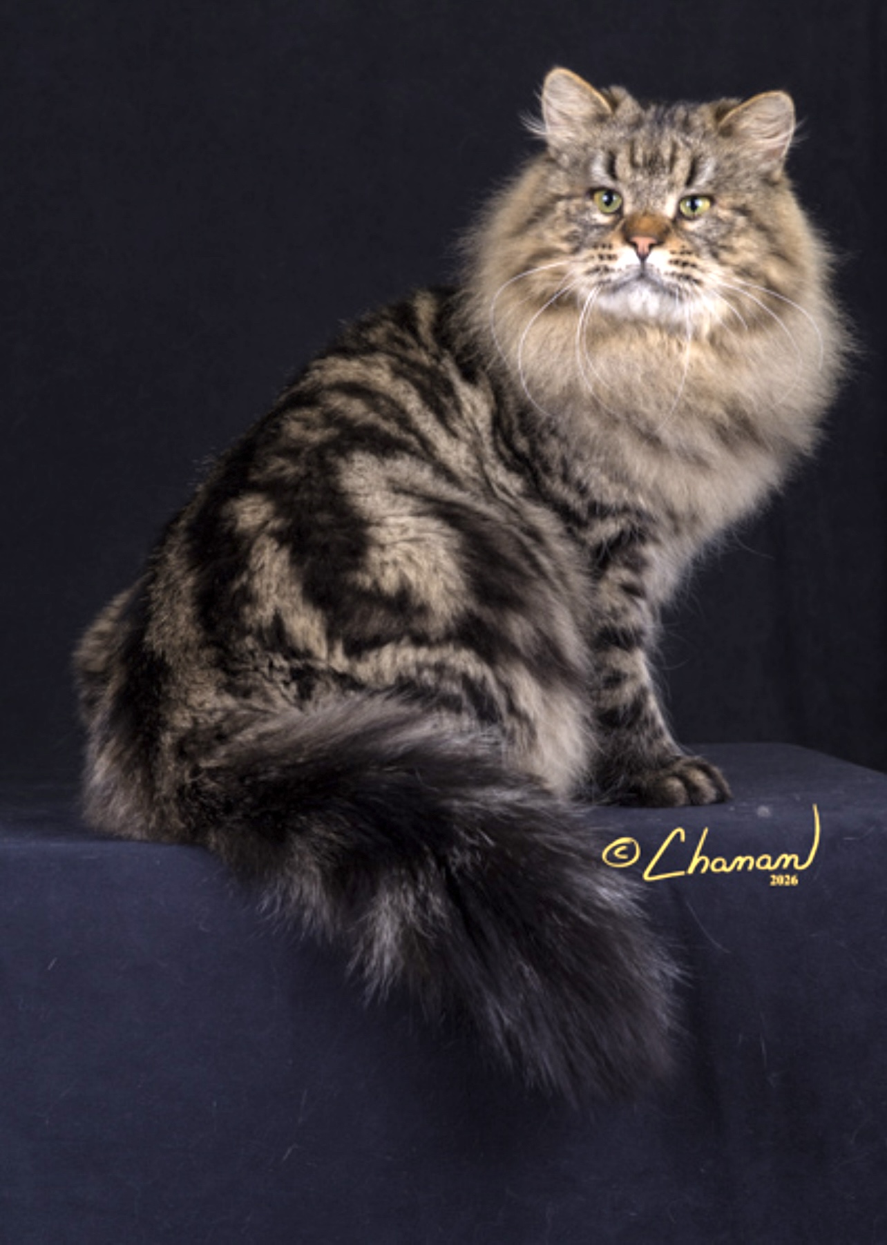 Siberian cat portrait