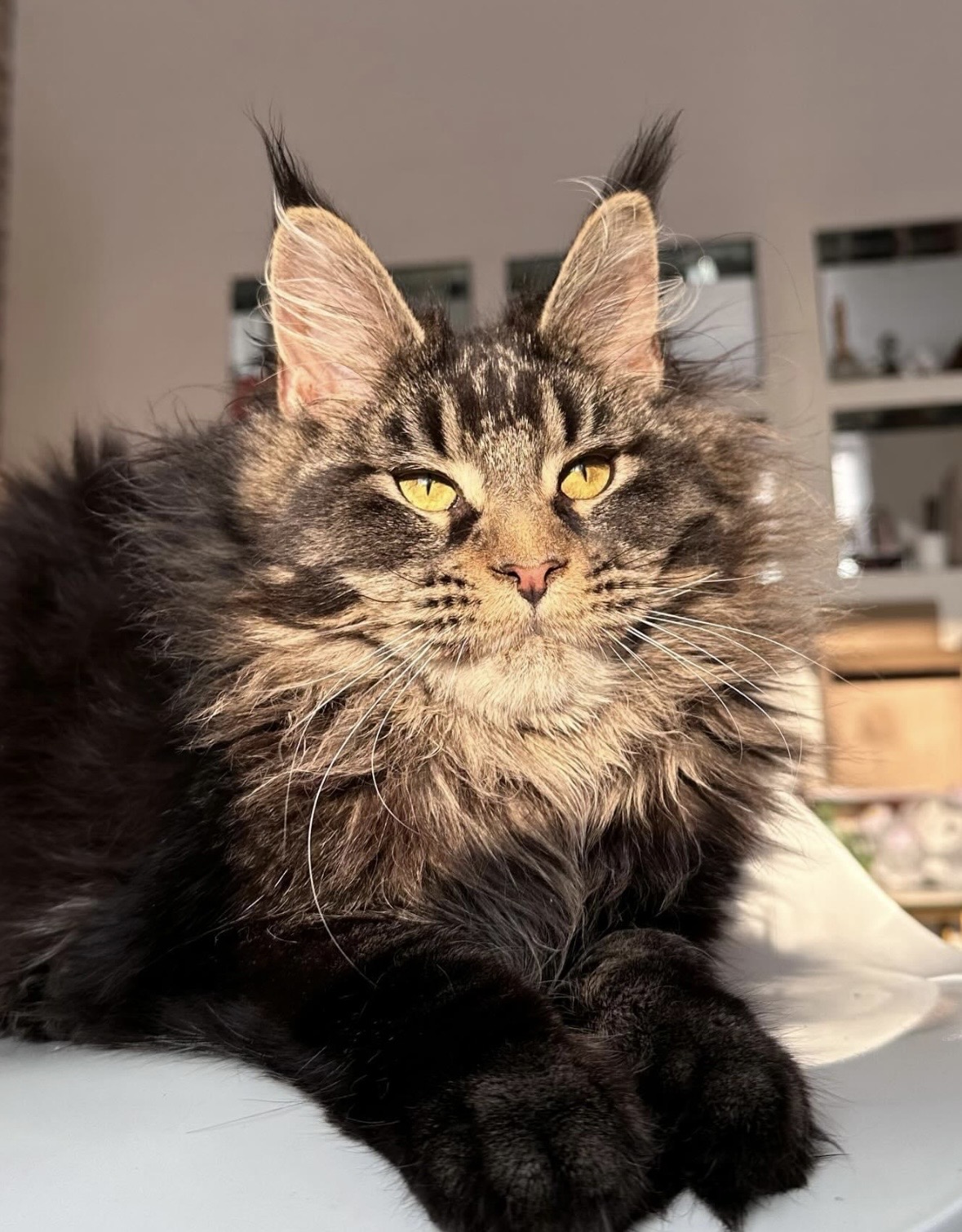 Brown tabby Maine Coon resting