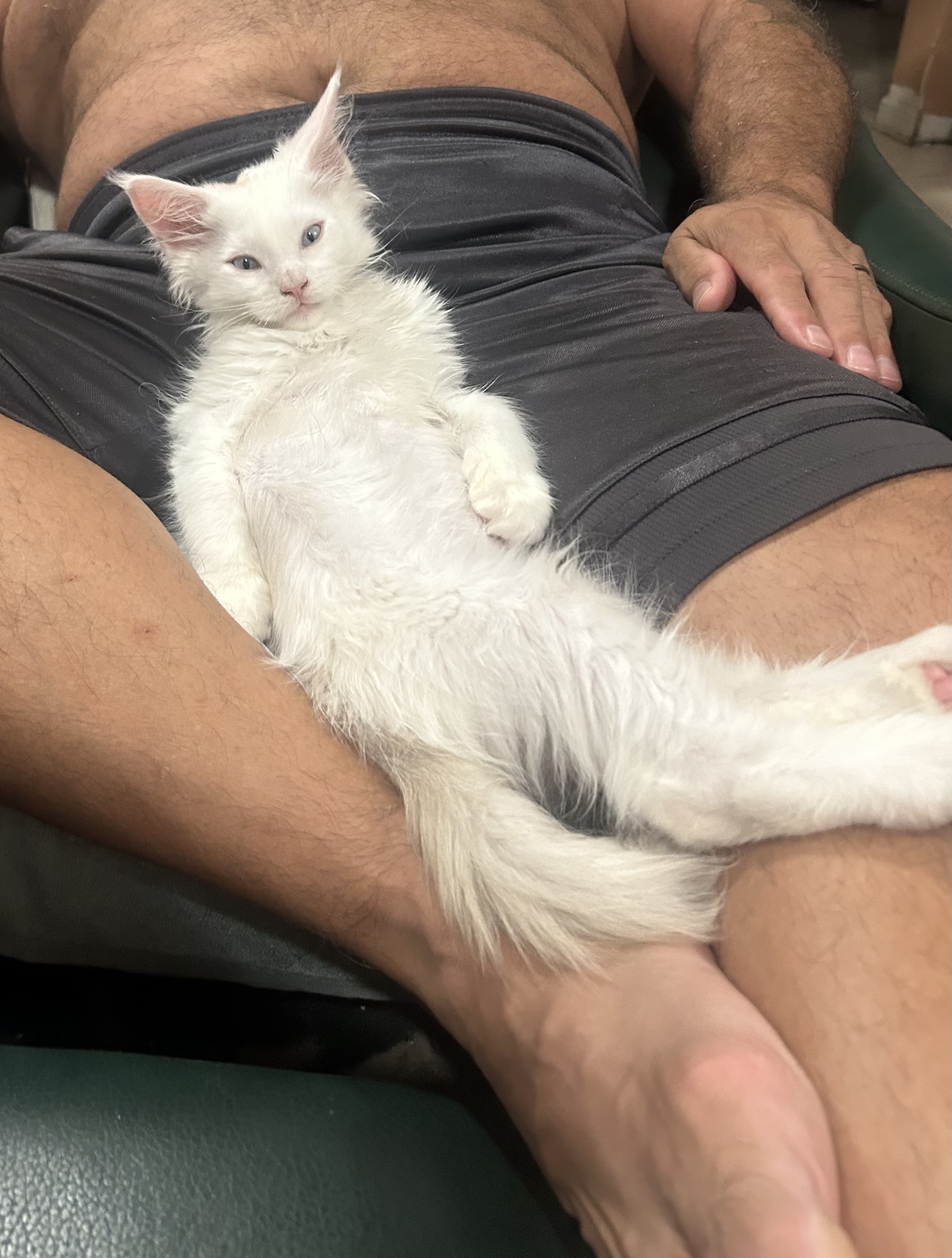 White kitten resting on a lap