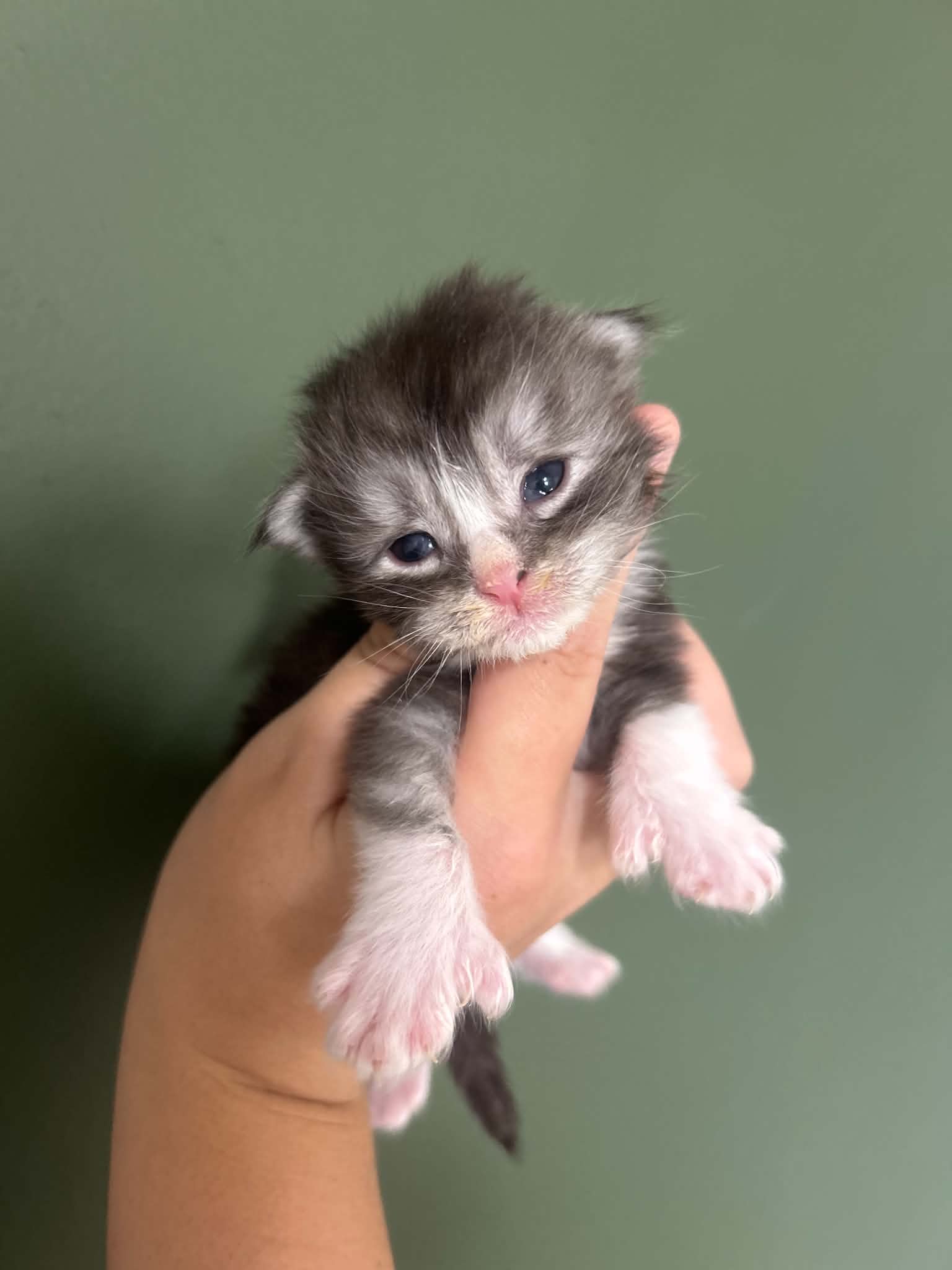 Black silver polydactyl boy