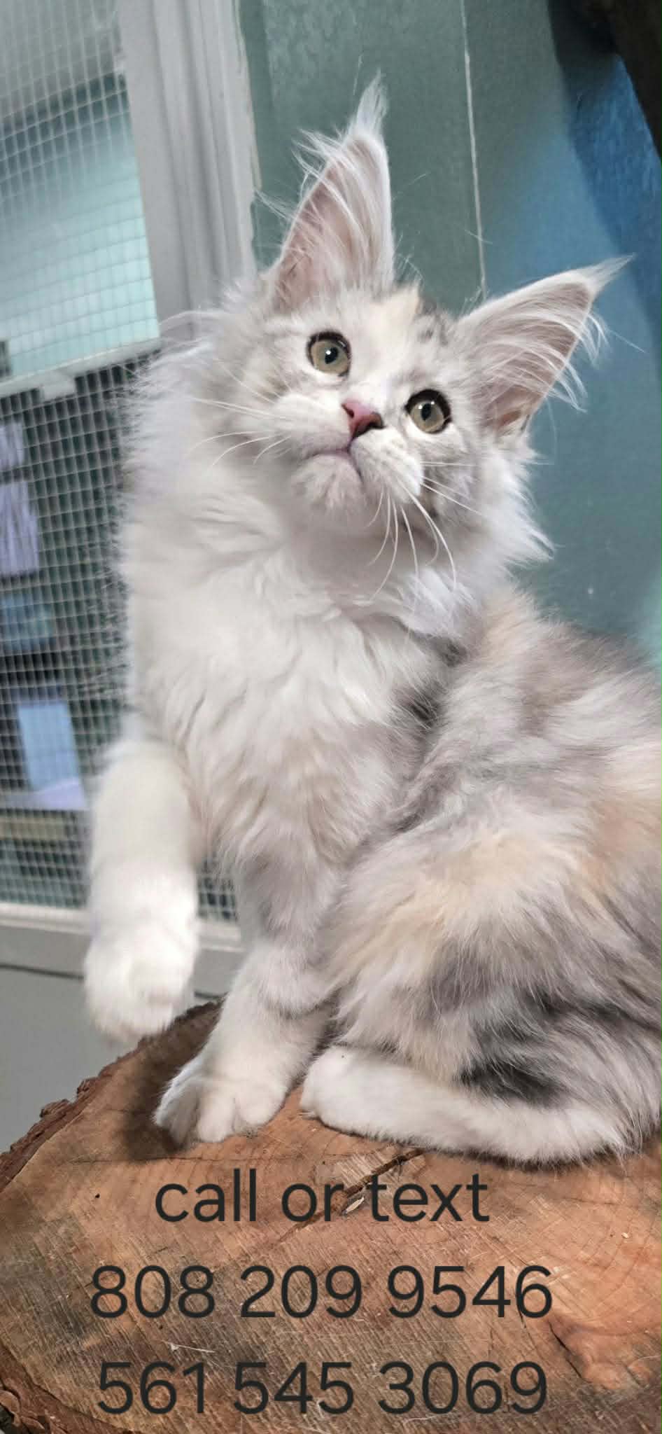 Brown classic torbie Maine Coon kitten girl