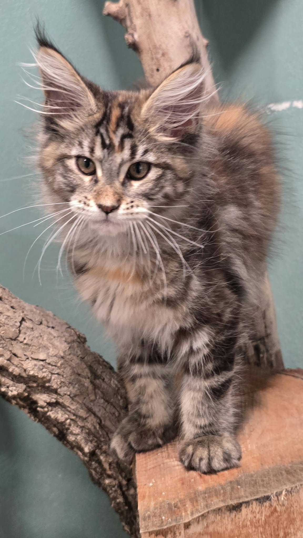 Black and silver classic tabby Maine Coon kitten boy