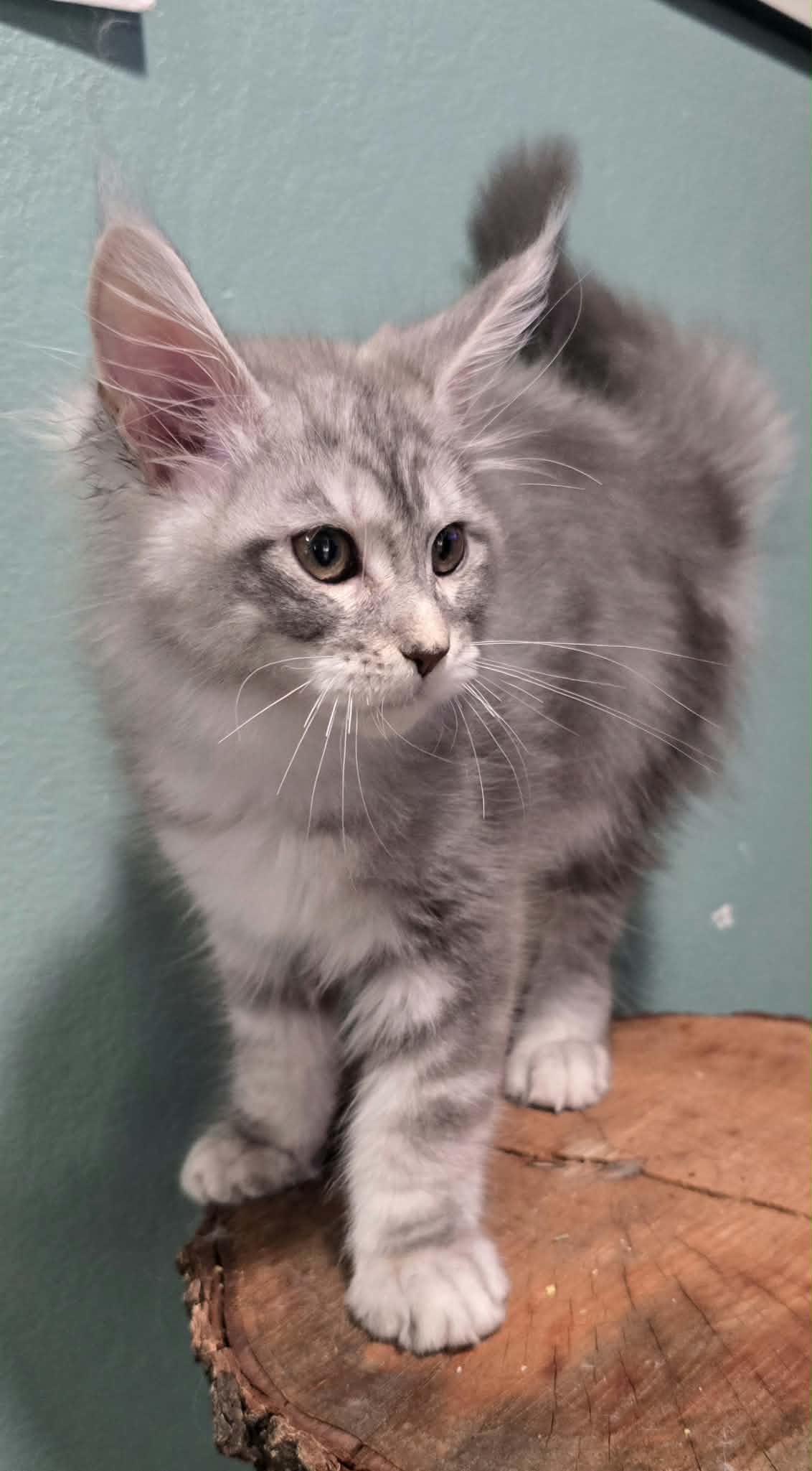 Silver classic torbie Maine Coon kitten girl