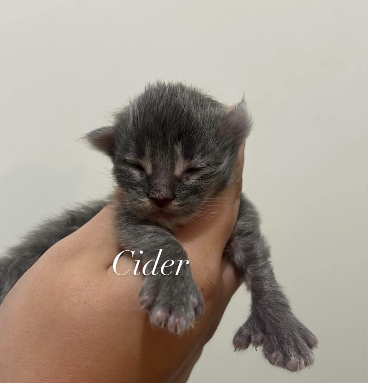Cider