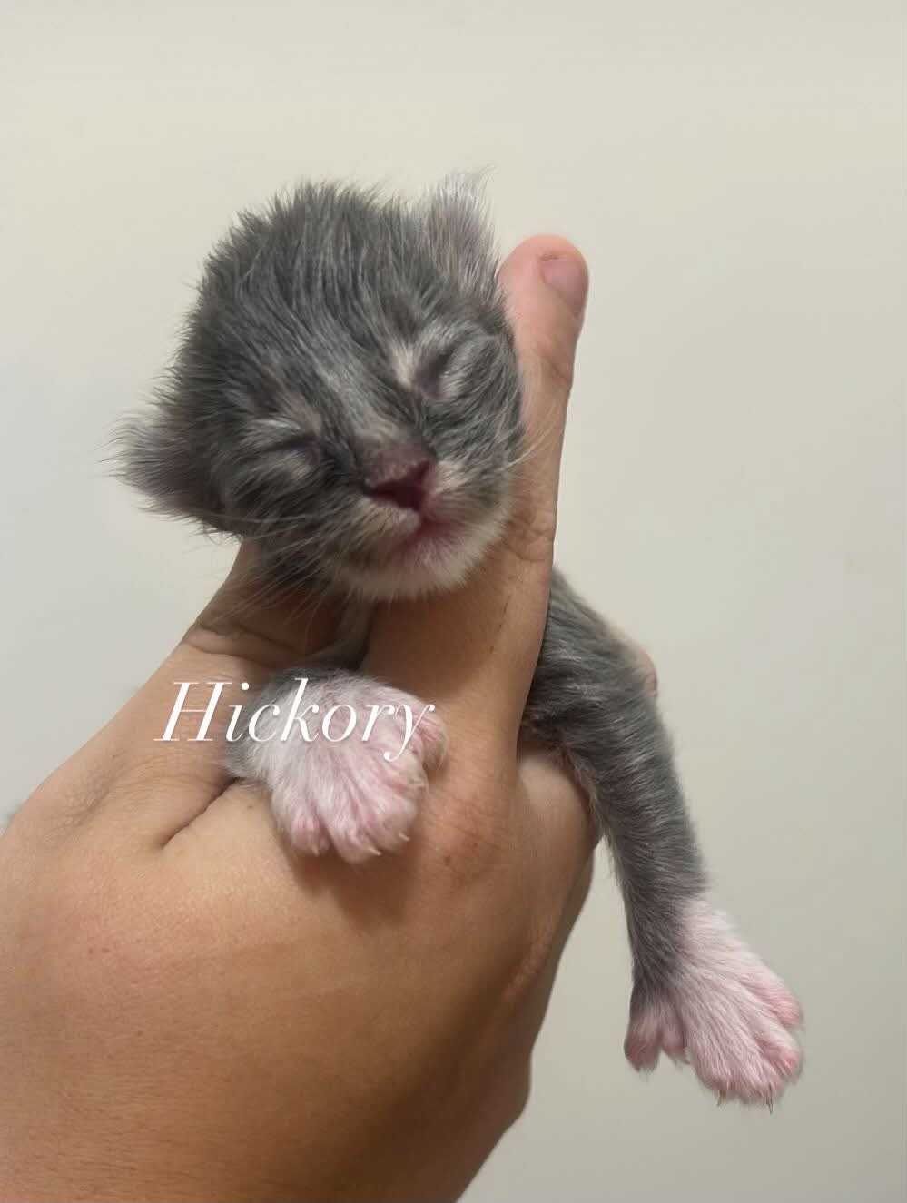 Hickory