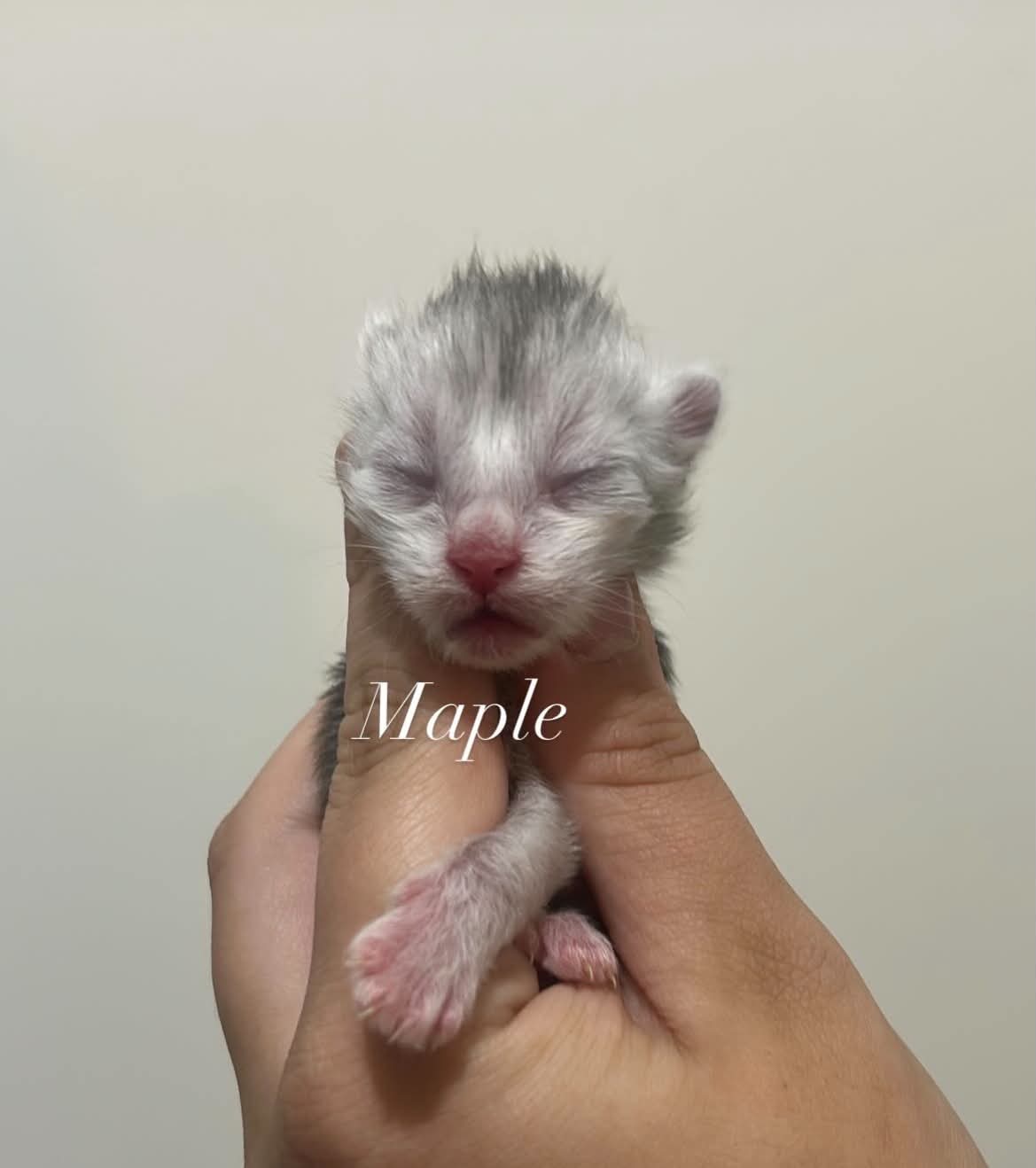 Maple