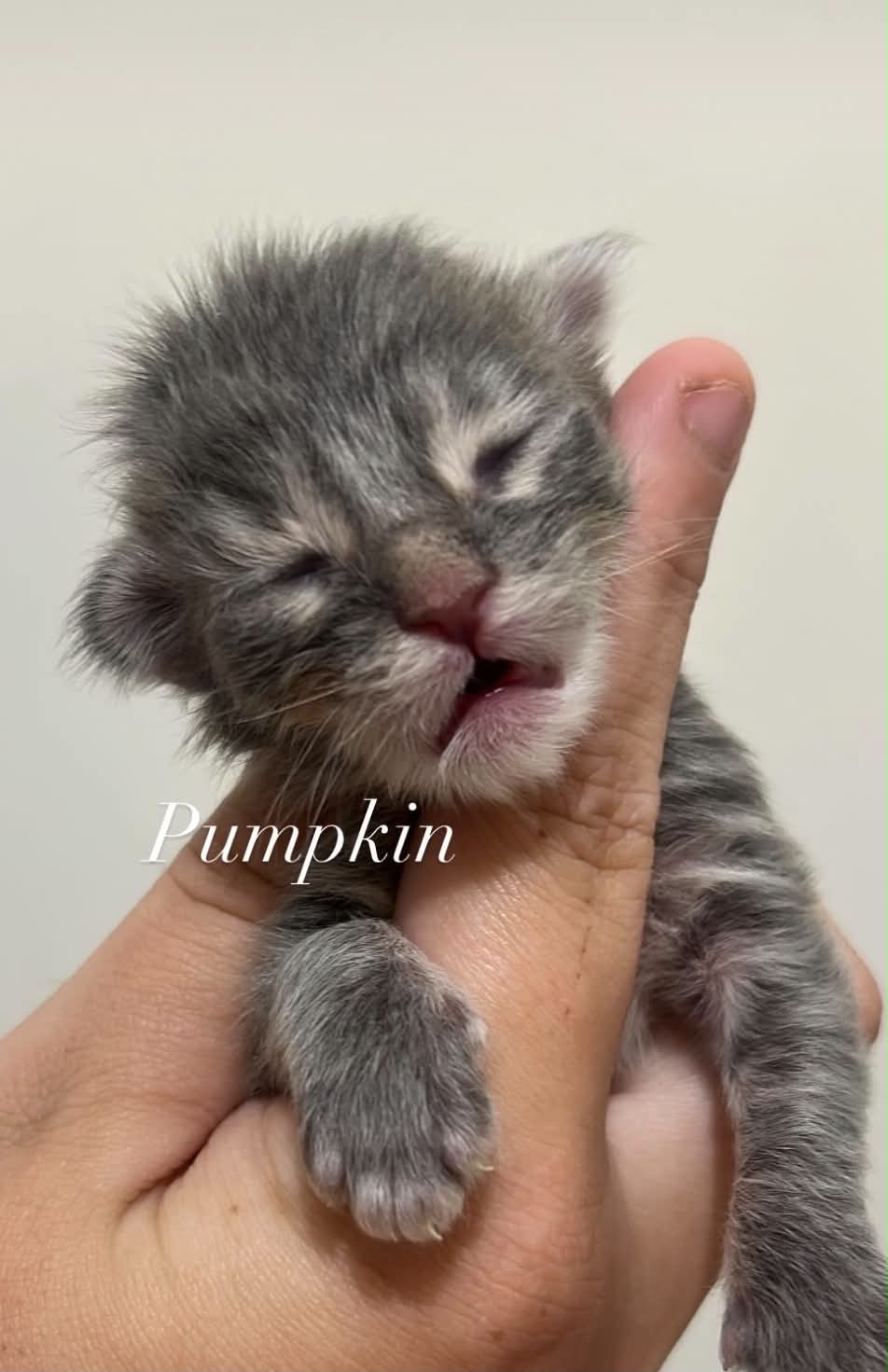 Pumpkin