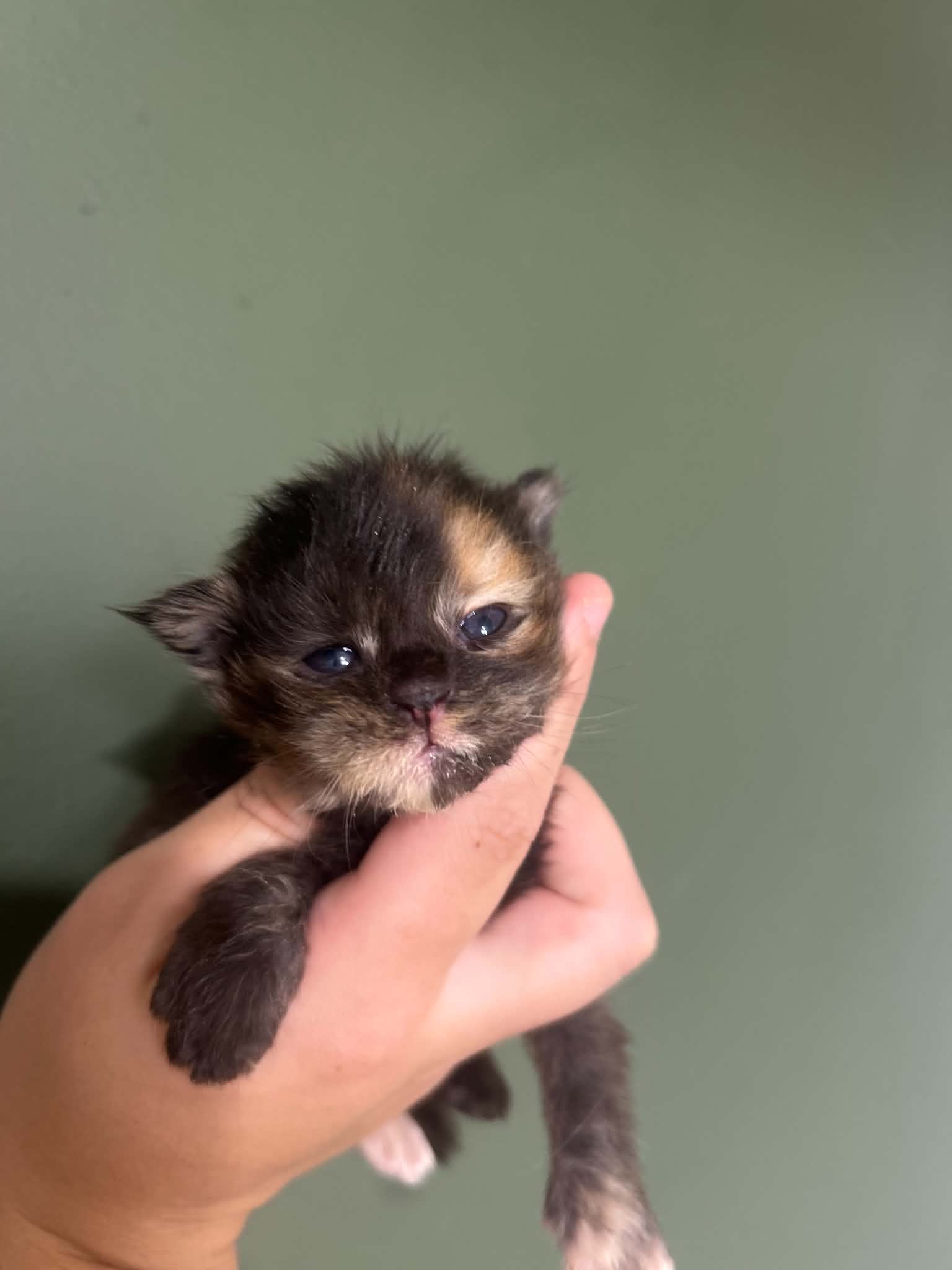 Torti girl