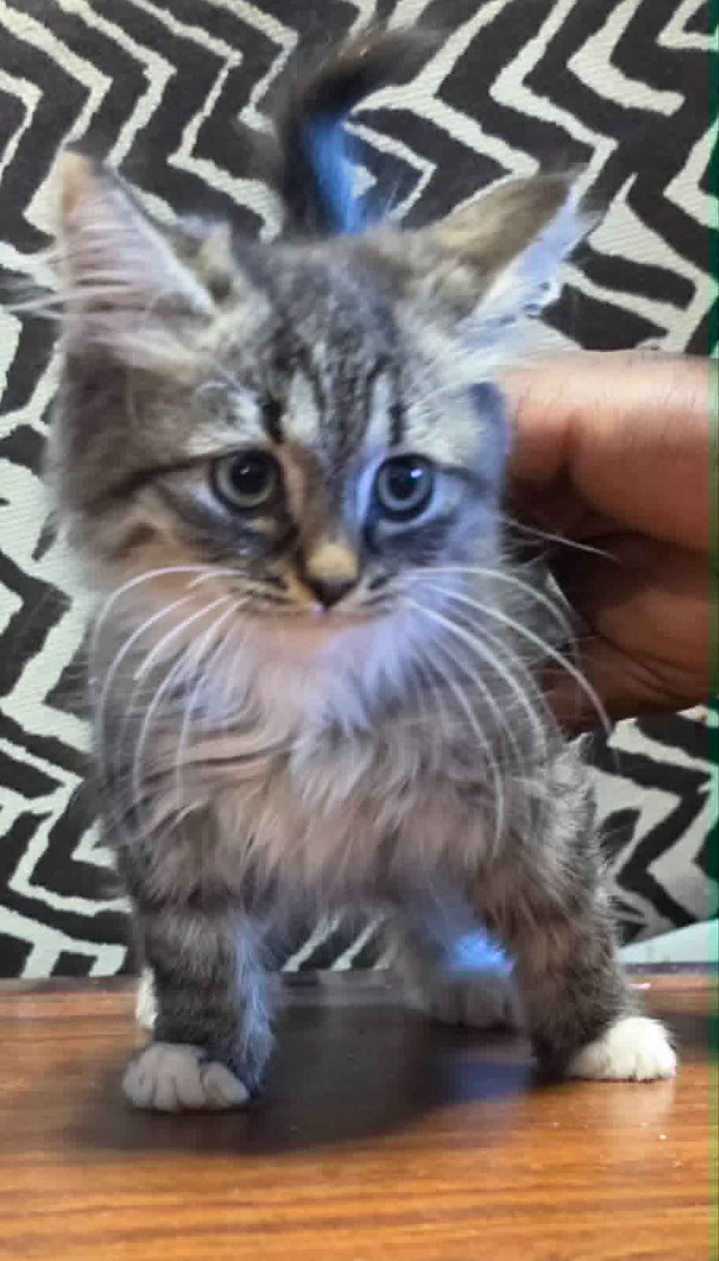 Silver tabby Siberian male kitten standing on a wooden table